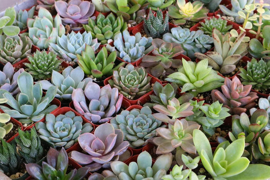 25 Assorted Succulent Cuttings – Mixed Unrooted Live Stems for Indoor Pots, Terrariums, Outdoor Gardens, DIY Crafts & Arrangements