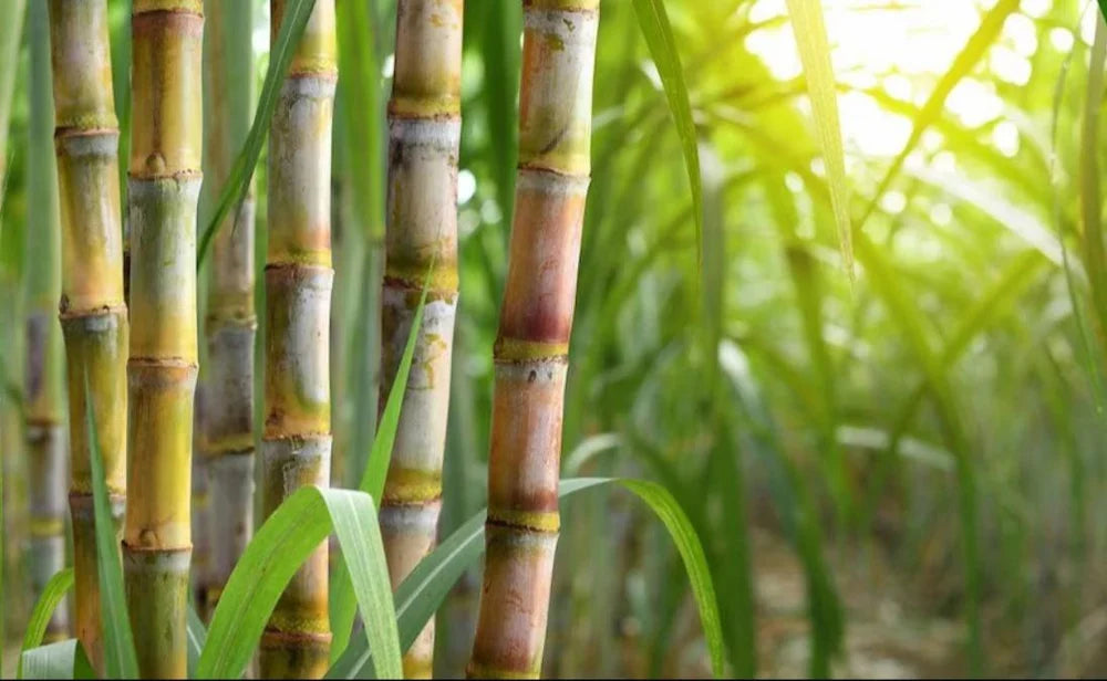 3 Green Sugarcane Cuttings | Fresh Sweet Juicy Live Plant | Ready to Plant | Fast Growing Edible Cane | Organic Garden Starter