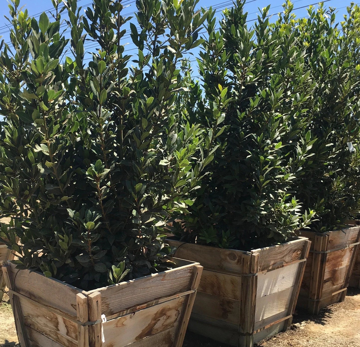 10 Bay Laurel Cuttings (Laurus nobilis) | Sweet Bay Herb Unrooted Starter Plants for Growing | Culinary, Medicinal, Aromatic