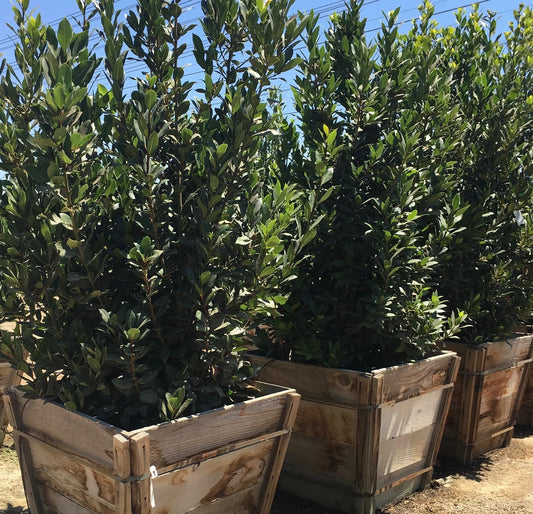 10 Bay Laurel Cuttings (Laurus nobilis) | Sweet Bay Herb Unrooted Starter Plants for Growing | Culinary, Medicinal, Aromatic
