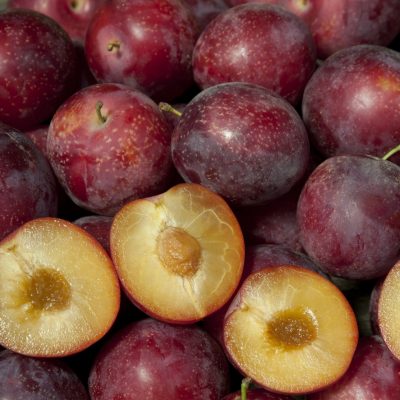 5 Sweet Pluerry Scion Cuttings – 3–5" Unrooted Grafting Wood – Rare Plum x Cherry Hybrid for Grafting Stone Fruit Trees