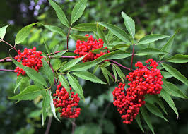 50 Red Elderberry Seeds | Sambucus racemosa | Non-GMO Native Shrub with Bright Red Berries | Wildlife-Friendly Landscape Plant