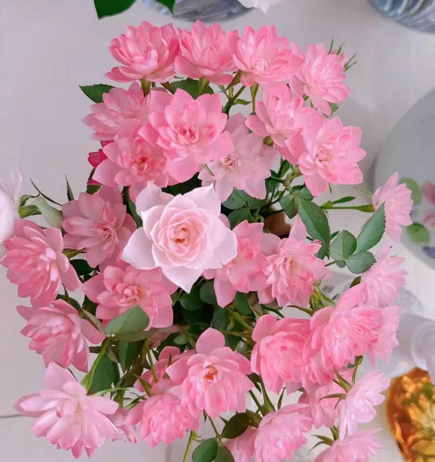 15 Organic Pink Miniature Rose Unrooted Cuttings - 6" for Grafting or Rooting, Rosa 'Fairy', Organic, Perfect for Garden or Pot