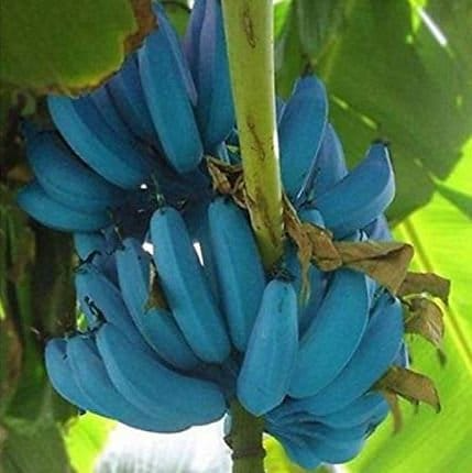 1 Musa Ice Cream (Blue Java) Banana Tree - Small Live Rooted Starter Plant, Tropical Blue Bananas, Unique Fruit, Home Garden or Containers