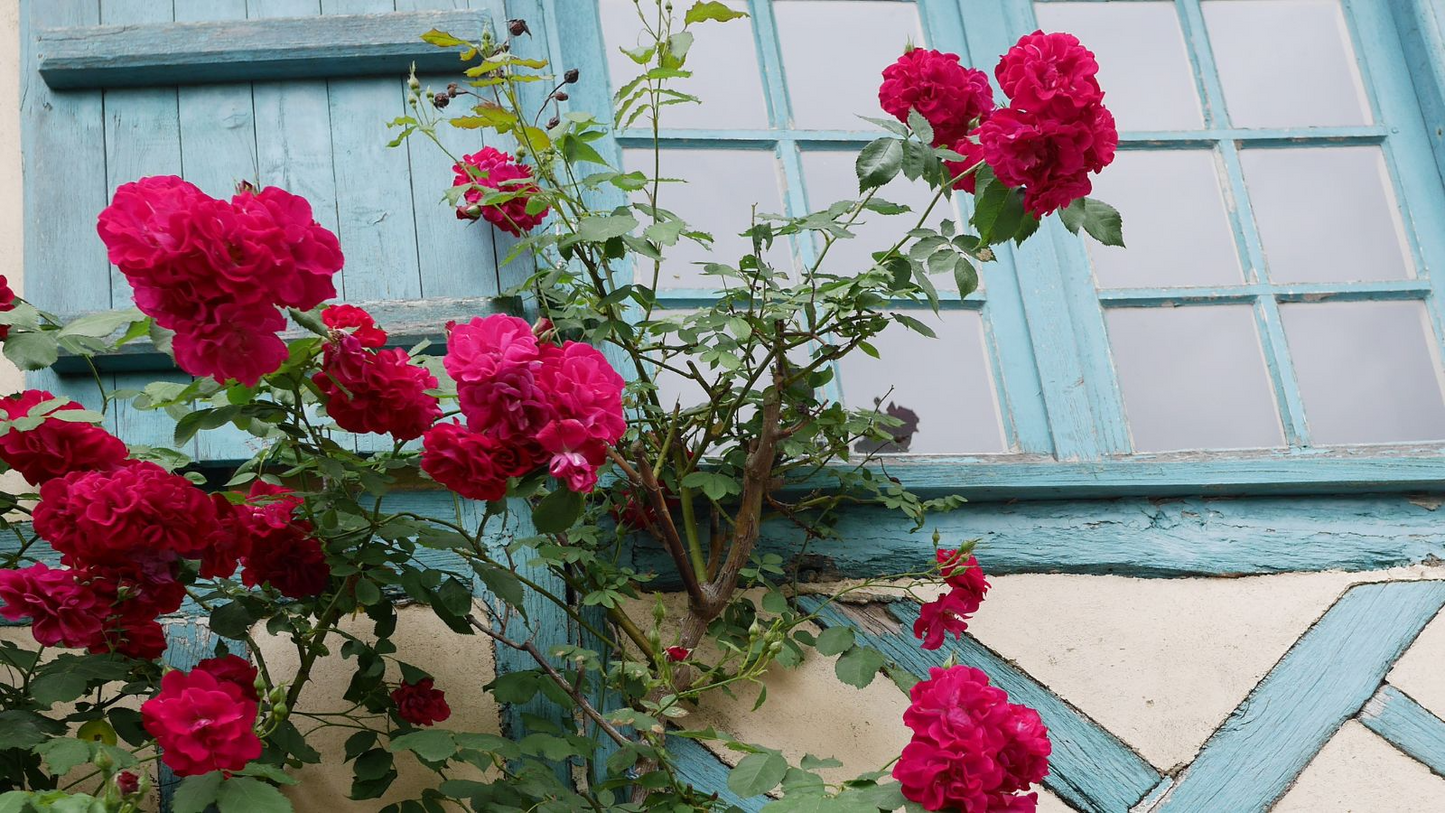 20 Red Climbing Rose Seeds - Fragrant Perennial Vine - Fast-Growing Flower for Trellis, Arbors & Fences - Easy to Grow