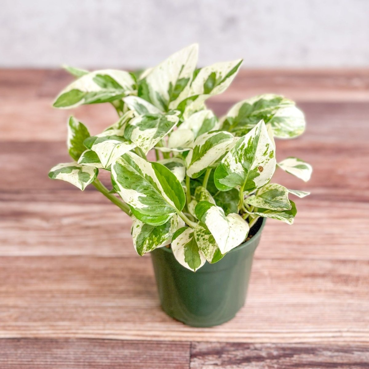 Pothos Pearls and Jade Cuttings - 3 Live Cuttings, Epipremnum aureum, Variegated Indoor Houseplant