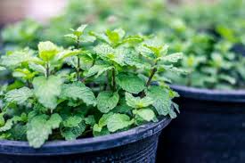 100 Peppermint Seeds | Mentha × piperita | Non-GMO Culinary Herb for Tea, Baking & Gardens | Perennial Mint for Containers or Beds