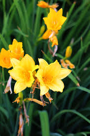 3 Stella D'Oro Daylily Plants - Bare Root | Mini Border Lily | Cold Hardy Perennial for Gardens & Landscaping