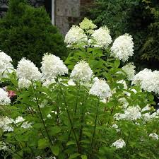 Pee Gee Hydrangea Bare Root Shrubs - 2 Live Plants, 1ft Tall, White to Pink Blooms, USDA Zones 3-8