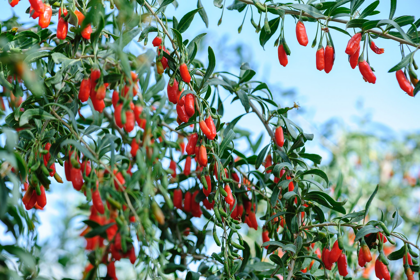 Goji Berry Plants (3 Bare Root) + Cuttings (3) - Lycium barbarum - Fruit July-Oct