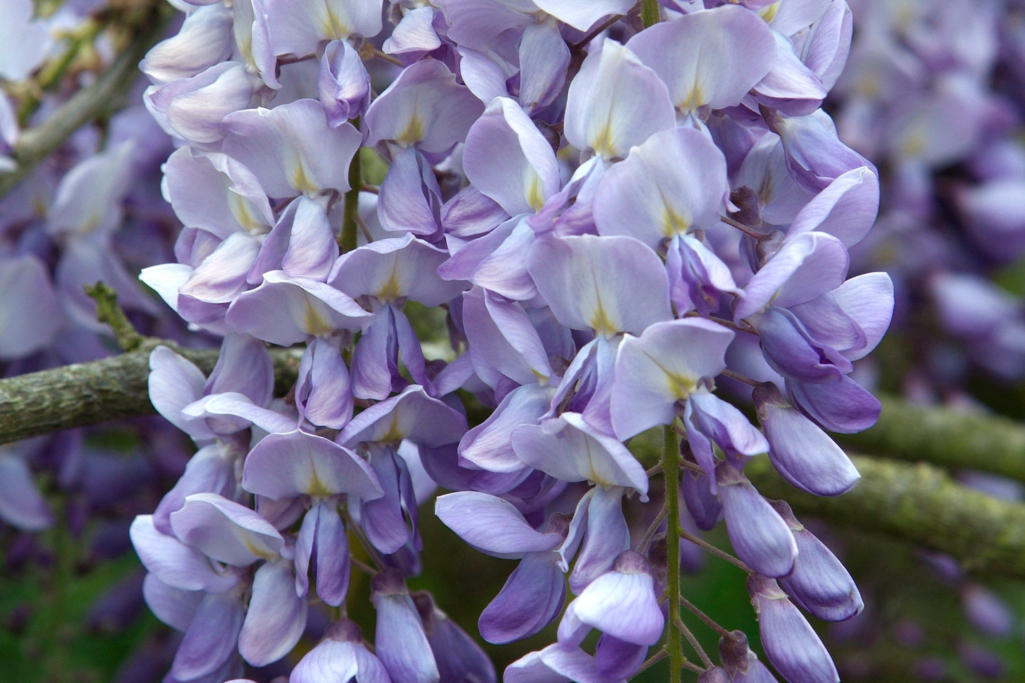 10 Hardy Purple Wisteria Unrooted Cuttings 6" - Wisteria Sinensis for Garden, Vines, and Pergolas