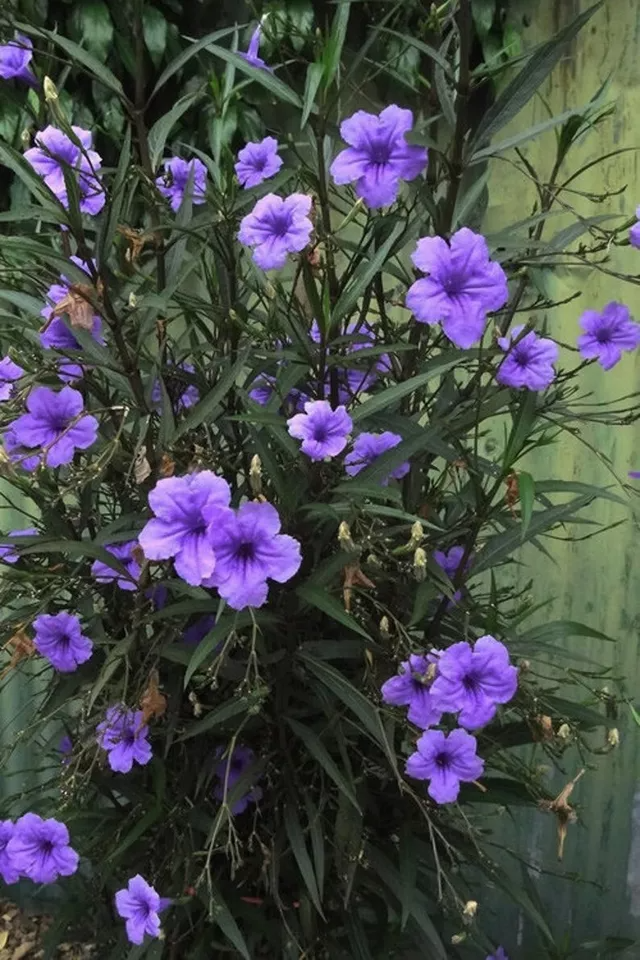 Mexican Petunia Cuttings - 10 Pcs, Purple Perennial, Fast-Growing, Attracts Hummingbirds & Butterflies, Zones 8-11