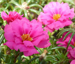 10 PINKY STAR Portulaca grandiflora Unrooted Cuttings 5" - Bright Pink Moss Rose, Vibrant Garden Succulent, Outdoor & Indoor Plant
