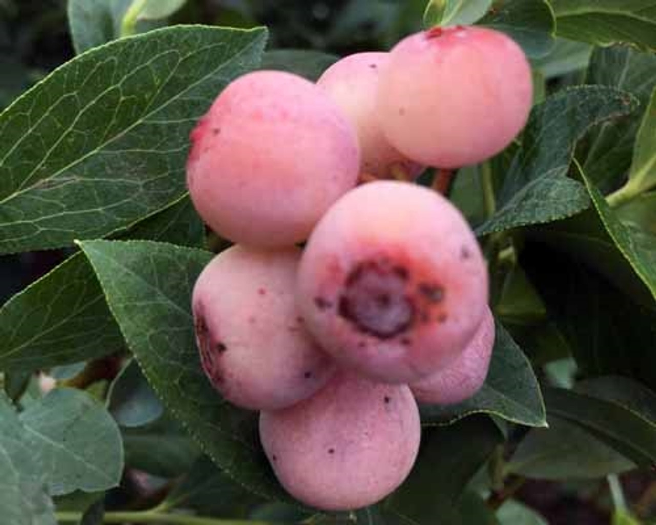 3 Florida Rose Blueberry Plants - Vaccinium virgatum | Rabbiteye Starter Plants | Pink Edible Fruit for Gardens & Landscapes