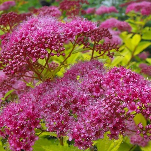 10 Magic Carpet Spirea Cuttings - Unrooted 6-8" | Easy to Grow, Colorful Shrub