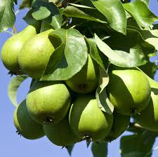 8 Green Anjou Pear Trees 7-10" Unrooted Cuttings for Propagation - Pyrus communis, Delicious Pear Variety