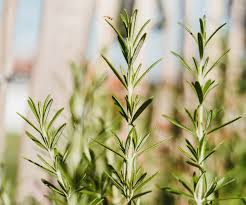 9 Organic Rosemary Herb Plant Cuttings, Rosmarinus Officinalis, Unrooted 10" Each, Fresh Culinary Herb for Propagation, Easy to Grow