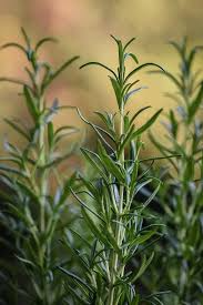 15 Organic Rosemary Herb Plant Cuttings, Rosmarinus Officinalis, Unrooted 10" Each, Fresh Culinary Herb for Propagation, Easy to Grow