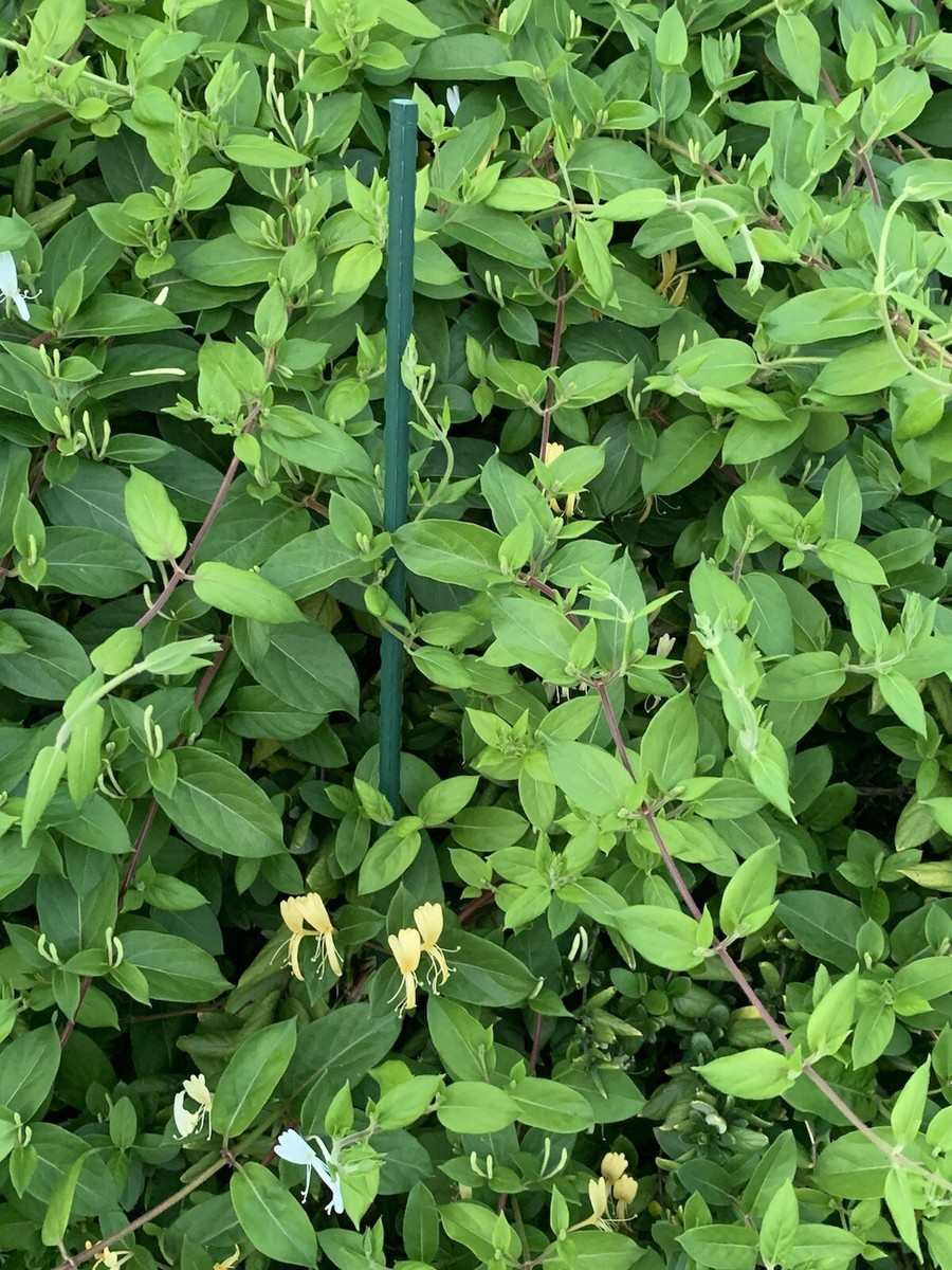 Lonicera japonica Cuttings - 4 Count - Hal's Honeysuckle - Unrooted Vines