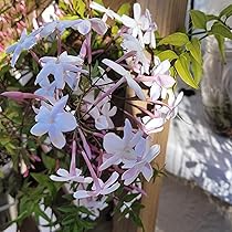 1 Pink Jasmine Jasminum Polyanthum Extremely Fragrant Rooted Starter Plant Bare Root, Sweet Scented Flowering Vine for Sale