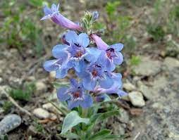 100 mg Seeds Penstemon Nitidus (Waxleaf Beardtongue) for Planting | Drought-Tolerant Perennial Wildflower for Gardens & Pollinator Habitats