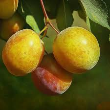 5 Grenade Pluot Unrooted Cuttings, 2-5 Inches Long, Propagate Your Own Fruit Tree, Delicious Hybrid Pluot, Easy to Grow and Care For