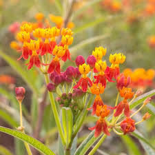 25 Blood Flower Milkweed Seeds | Asclepias curassavica | Monarch Butterfly Host Plant | Red & Orange Blooms | Non-GMO Seeds