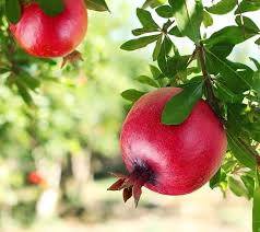 5 Pomegranate 'Wonderful' Plants - Punica granatum | Live Starter Fruit Trees | Edible Red Fruit for Home Orchard & Garden Landscapes