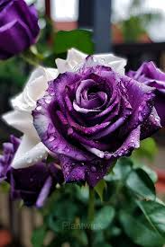20 Rare Purple & White Twin Striped Rose Seeds - Unique Bicolor Blooms - Fragrant Perennial Flower - Easy to Grow - Heirloom Variety