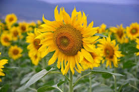 100+ Mammoth Sunflower Seeds | Giant Helianthus annuus Variety | Grow Tall Sunflowers for Pollinators, Privacy Screens & Bouquets