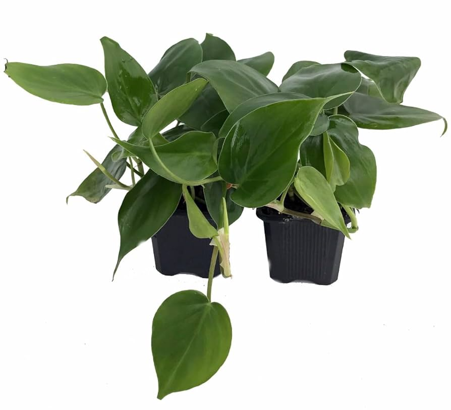 2" Rooted Multi-Cutting Cordatum Starter Plants, Easy to Grow, Ideal for Indoor/Outdoor, Philodendron Cordatum, Heartleaf Vine Cuttings
