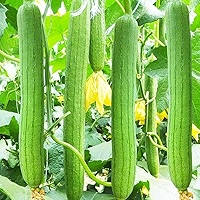 30 Luffa Chubby Pier Gourd Seeds - Non-GMO Loofah Sponge - Grow Your Own Natural Sponges - Easy to Cultivate - High Yield