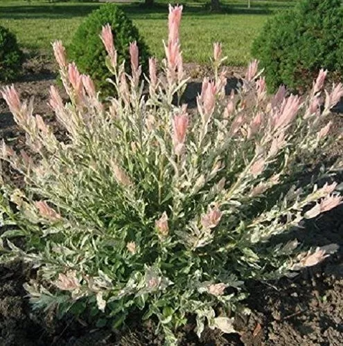 10 Japanese Dappled Willow Cuttings - Hakuro Nishiki - Tri-Color Salix - 6 Inch