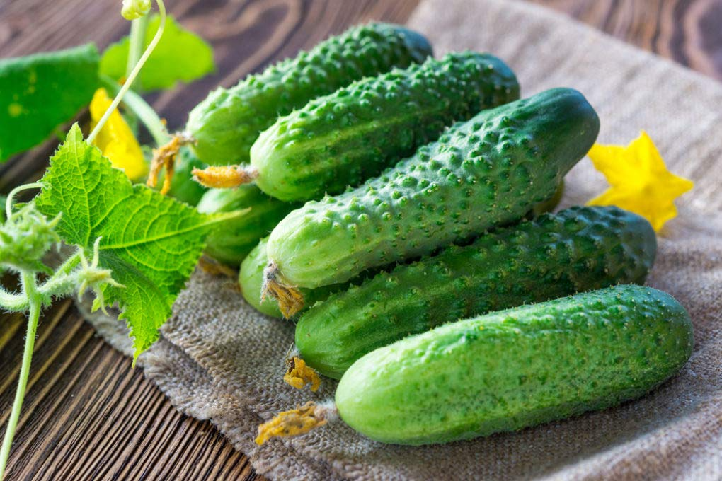 100+ Pickling Cucumber Seeds | Cucumis sativus | Crisp, Compact Variety for Pickles & Gardens | Non-GMO Vegetable Seeds