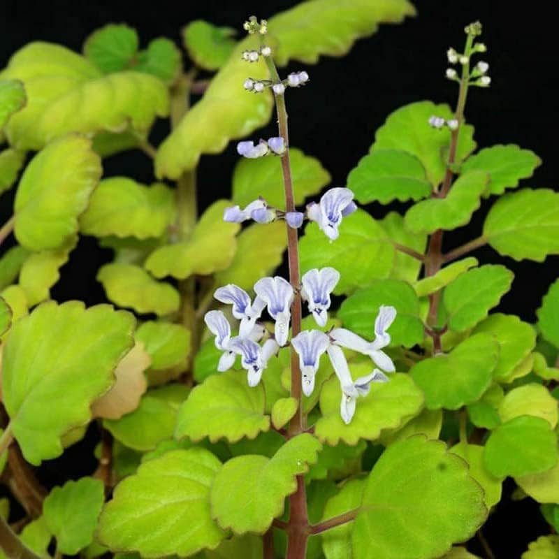 Plectranthus verticillatus Cuttings, 5 Stem Pieces, Swedish Ivy, Trailing Houseplant, USDA Zones 10-11