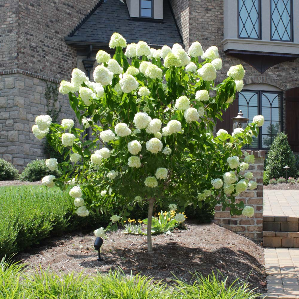 Limelight Hydrangea Cuttings (6) - Rooted 6-10 Inch - Paniculata Shrub - Zones 3-8