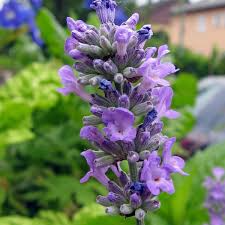 15 Organic Live California Lavender 6"  Unrooted Cuttings (Lavandula angustifolia), Fragrant Garden Plant, Ideal for Growing & Propagation