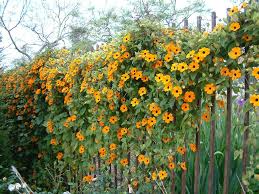 100 Black Eyed Susan Vine Seeds | Thunbergia alata | Exotic Climbing Flower | Non-GMO Seeds for Vertical Gardens & Trellises