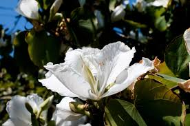 10 Seeds Bauhinia Alba – White Orchid Tree (Bauhinia variegata alba) | Stunning Flowering Plant for Planting