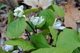 5 Twin Leaf Plants - Bare Root Jeffersonia diphylla | Native Perennial Wildflower | Shade-Loving Woodland Plant