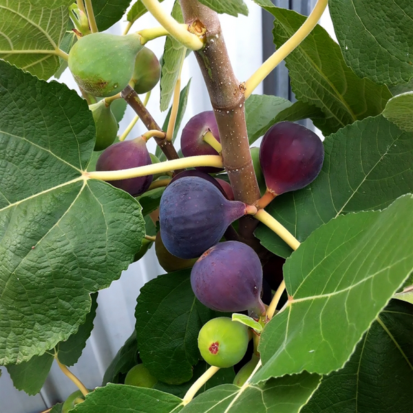 10 Chicago Hardy Fig Tree Scion Cuttings - Ficus carica Unrooted 10-12” for Rooting or Grafting - Cold-Hardy Fruit Variety