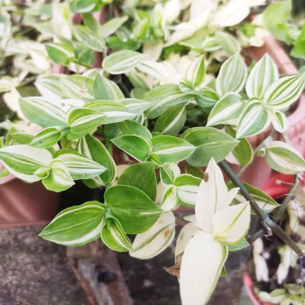 Tradescantia Green Cuttings - 10 Pcs, Fast-Growing Wandering Jew, Easy Houseplant, Water or Soil Propagation, Vibrant Trailing Vine