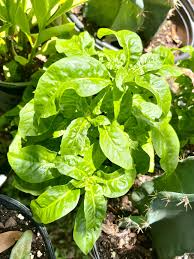 Brazilian Spinach 4 Organic Cuttings 4-5" Alternanthera sissoo Samba Lettuce Edible Perennial