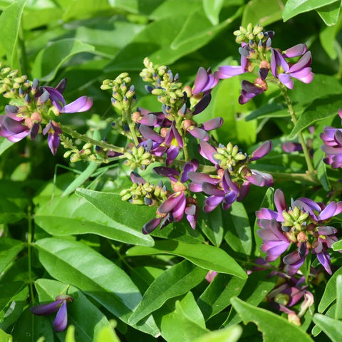 Millettia reticulata Cuttings - 5 Live Cuttings, Evergreen Wisteria Vine, USDA Zones 8-11