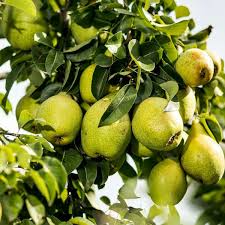 5 Organic Pear Tree Unrooted Cuttings, 10" Long Each, Perfect for Propagation, Fruit Tree, Grow Your Own Pears, Hardy and Easy to Grow