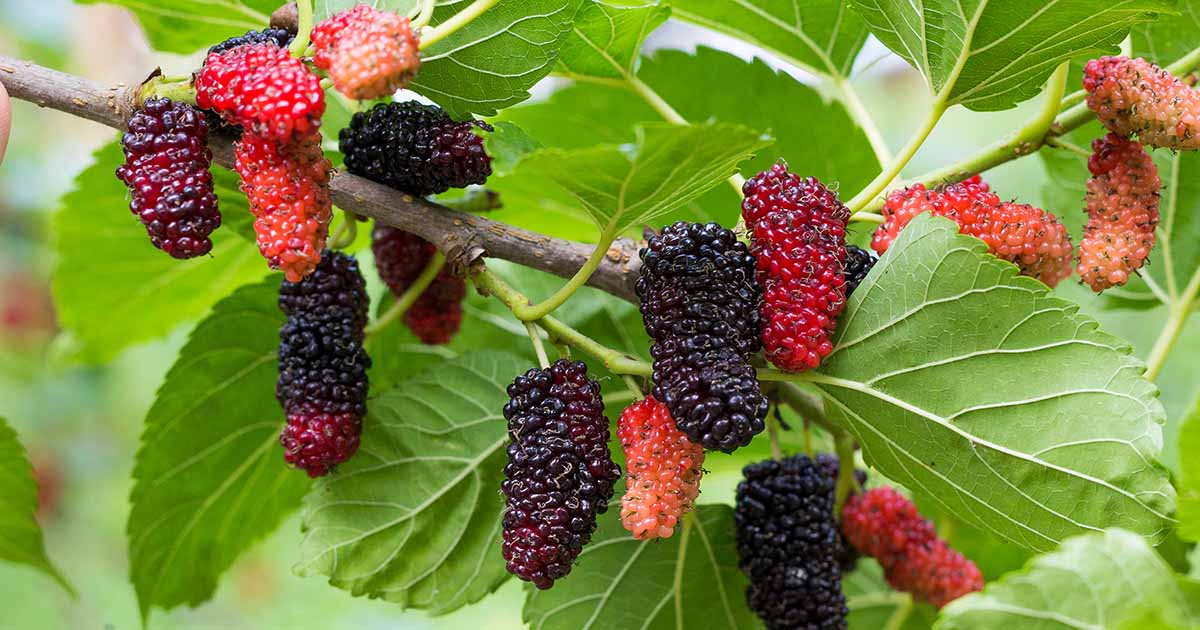 5 Dwarf Everbearing Mulberry Trees - Morus nigra | Live Starter Plants | Edible Fruit Tree for Containers, Gardens, and Landscapes