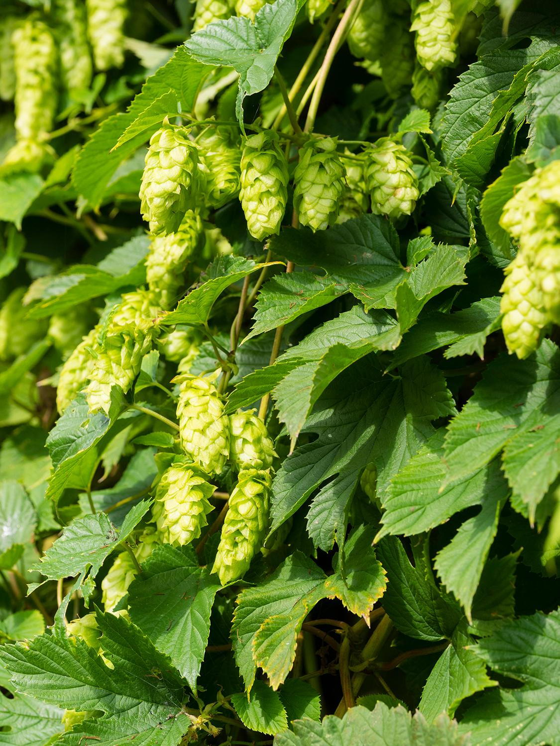 5 Saaz Hops Seeds | Humulus lupulus | Non-GMO Hop Vine for Vertical Gardens, Trellises & Landscapes | Fast-Growing Climber