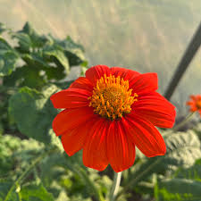 75 Mexican Sunflower Seeds | Tithonia rotundifolia | Non-GMO Orange Blooms That Attract Butterflies & Hummingbirds | Easy Annual