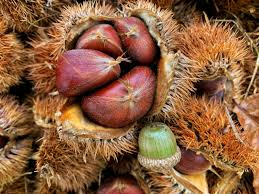 10 Dunstan Chestnut Tree Seeds - Hybrid American Castanea dentata x mollissima | Fast-Growing Edible Nut Tree | Cold Hardy