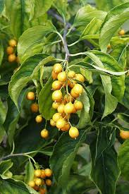 30 Seeds Celastrus scandens (American Bittersweet) for Planting | Native Climbing Vine for Garden, Landscaping & Wildlife Support